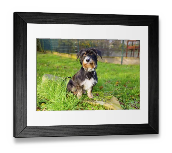 Framed Print : A dog sits outside on a rock in the grass