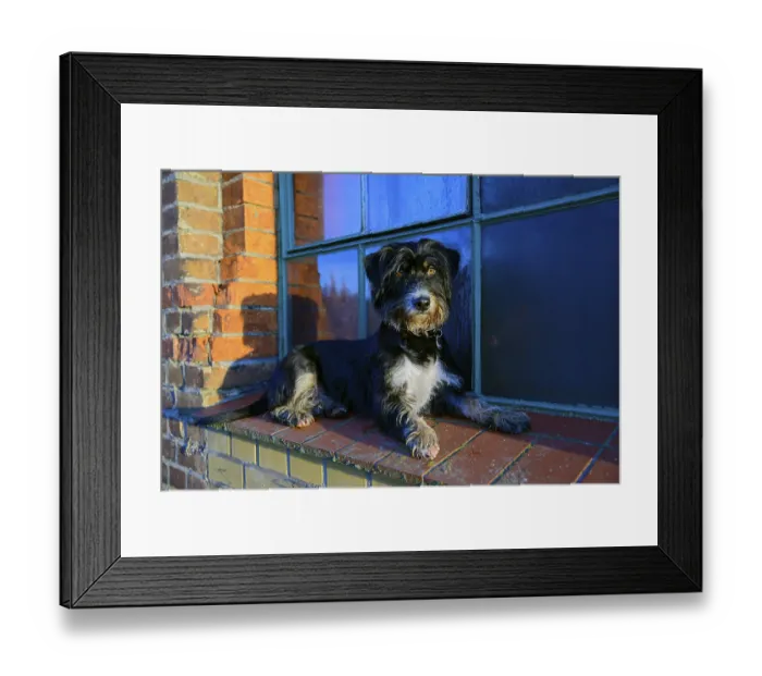 Framed Print : A dog is lying relaxed on a brick window sill in sunlight
