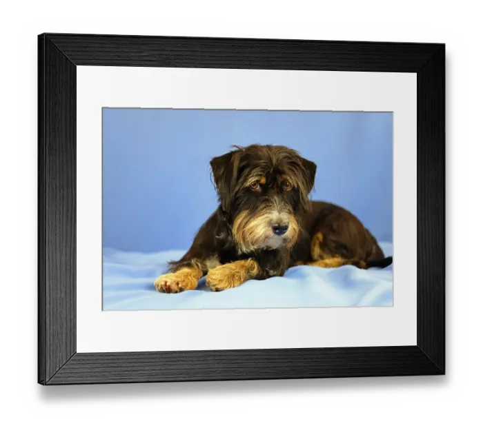 Framed Print : A black and brown dog is lying relaxed on a blue background