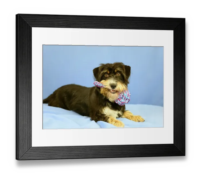 Framed Print : A dog lies on a blue background and holds a colorful toy in its mouth