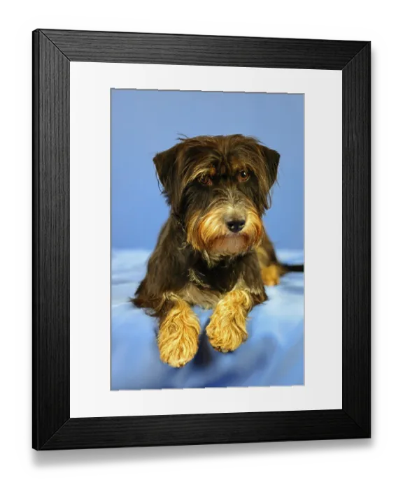 Framed Print : Close-up of a black and brown dog on a blue fabric background
