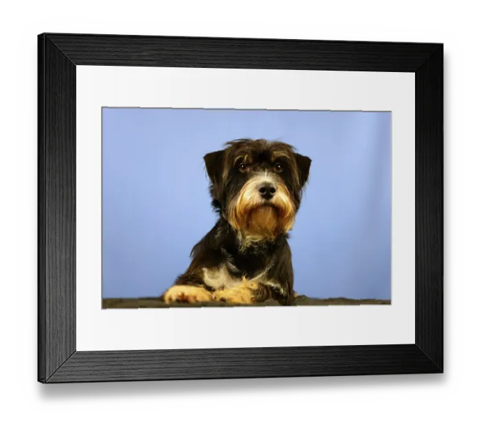 Framed Print : A dog with calm facial expression in front of a blue wall Framed Print : A dog with calm facial expression in front of a blue wall
