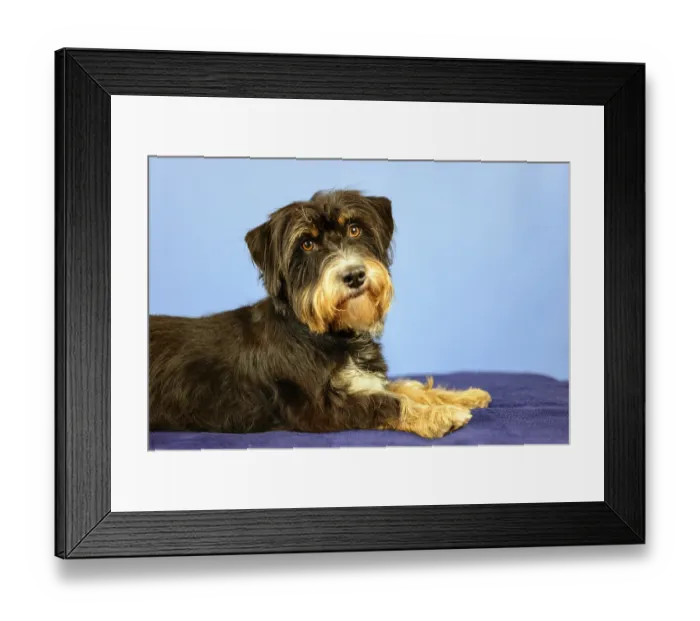 Framed Print : A curious-looking dog is lying on a black blanket in front of a blue wall
