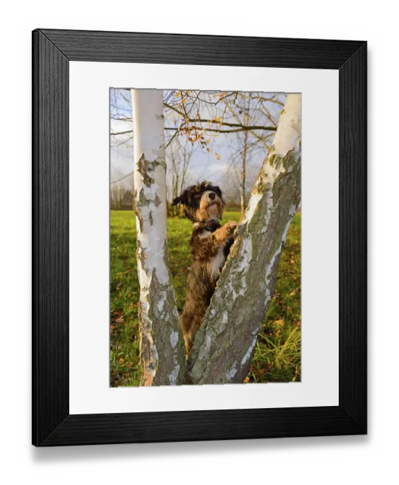 Framed Print : A dog climbs birches in the park Framed Print : A dog climbs birches in the park