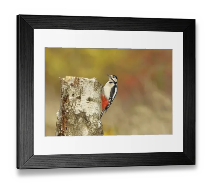 Framed Print : Great spotted woodpecker (Dendrocopos major)