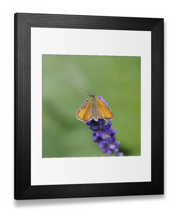 Framed Print : Large skipper (Ochlodes venatus)