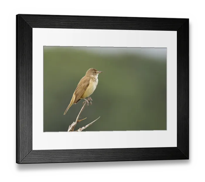 Framed Print : Great Reed Warbler (Acrocephalus arundinaceus)