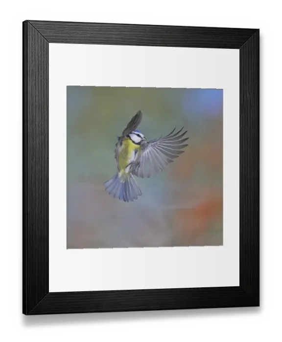 Framed Print : Blue tit (Parus caeruleus) in flight Framed Print : Blue tit (Parus caeruleus) in flight