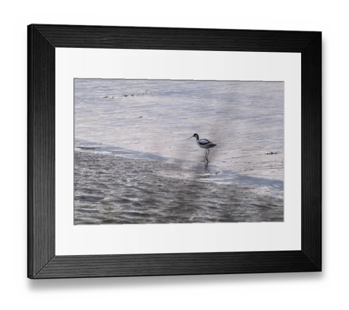 Framed Print : Avocet (Recurvirostra avosetta) Framed Print : Avocet (Recurvirostra avosetta)