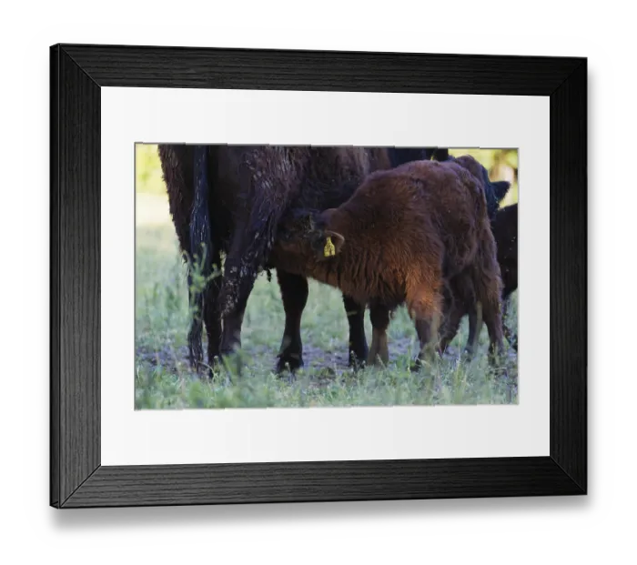Framed Print : Calf of a Galloway cow in a meadow Framed Print : Calf of a Galloway cow in a meadow