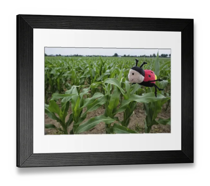 Framed Print : Corn field, only soff beetles live here