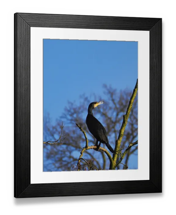 Framed Print : Cormorant (Phalacrocorax carbo) sitting in a tree Framed Print : Cormorant (Phalacrocorax carbo) sitting in a tree