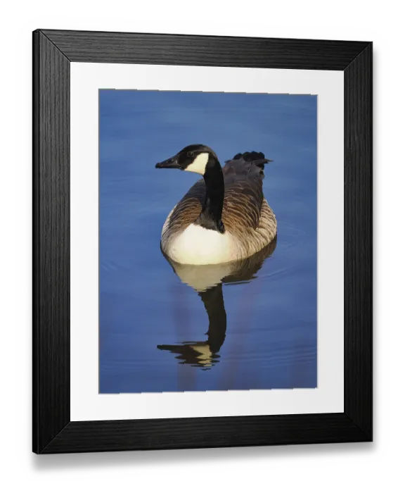 Framed Print : Canada goose (Branta canadensis) swimming in a forest lake