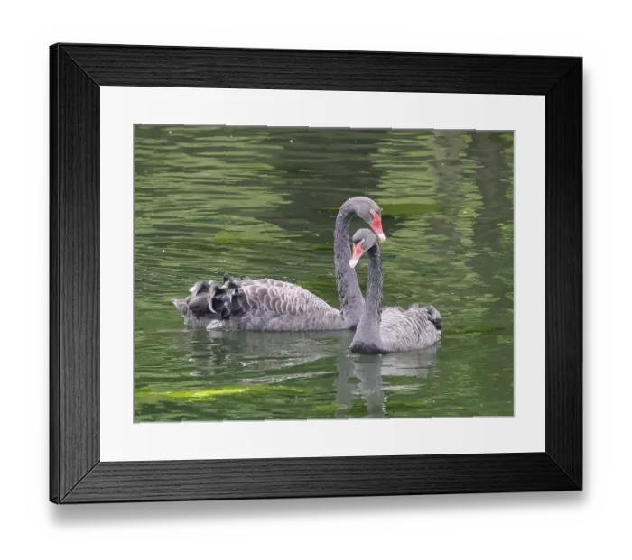Framed Print : Two mourning swans (Cygnus atratus) swimming in a forest lake Framed Print : Two mourning swans (Cygnus atratus) swimming in a forest lake