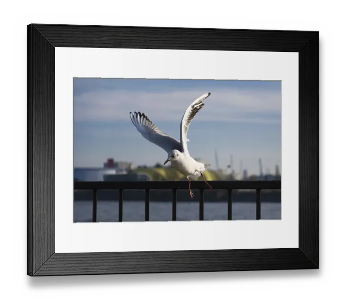 Framed Print : Seagull (Larinae) in flight, blurred background
