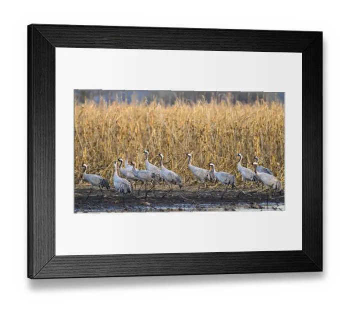 Framed Print : Cranes (Grus grus) migrating along the edge of a field in autumn Framed Print : Cranes (Grus grus) migrating along the edge of a field in autumn