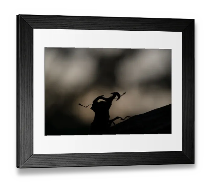 Framed Print : Stag beetle (Lucanus cervus), sitting on a branch in front of a dark background at dusk after sunset