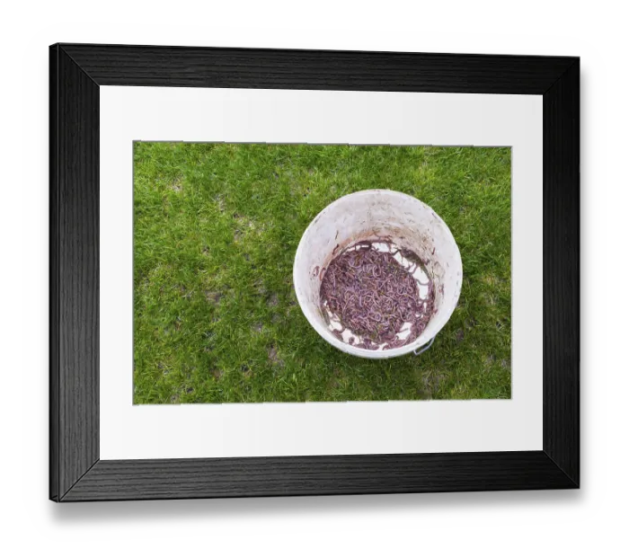 Framed Print : Earthworm collected on the pitch in Lubin, Poland Framed Print : Earthworm collected on the pitch in Lubin, Poland