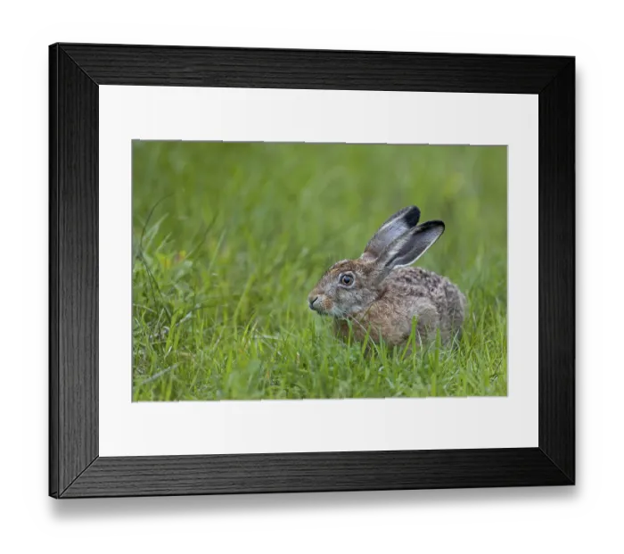 Framed Print : European hare (Lepus europaeus) in its first year of life