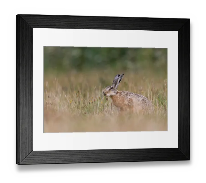 Framed Print : A brown hare (Lepus europaeus) eating an ear of grass