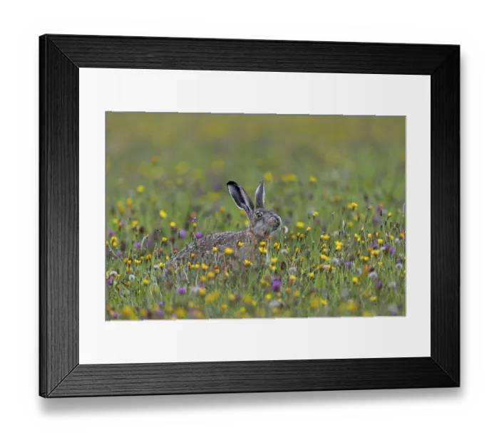Framed Print : If the brown hare (Lepus europaeus) has the opportunity to choose between different plants in a meadow