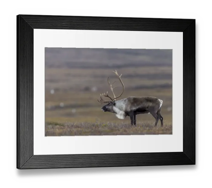 Framed Print : After a short breather, the reindeer bull (Rangifer tarandus) follows its herd