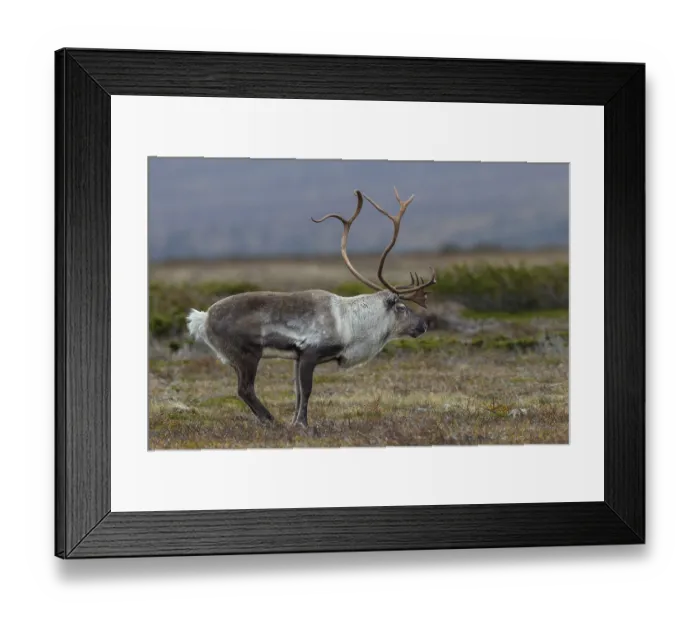 Framed Print : Typical posture of a reindeer bull (Rangifer tarandus) shortly in front of it makes its rutting call Framed Print : Typical posture of a reindeer bull (Rangifer tarandus) shortly in front of it makes its rutting call