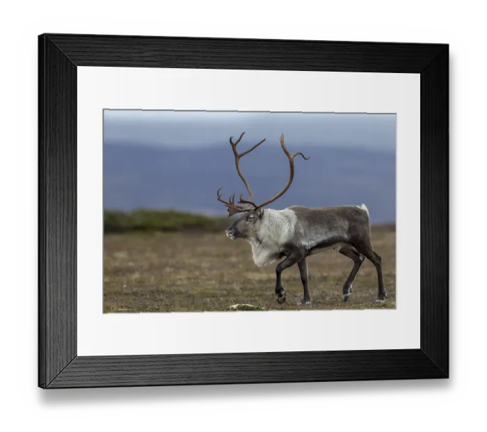 Framed Print : A reindeer bull (Rangifer tarandus) during the rut in search of females