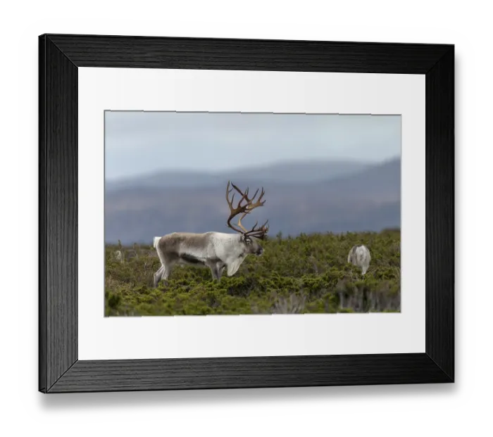 Framed Print : A reindeer bull (Rangifer tarandus) watches over his small herd Framed Print : A reindeer bull (Rangifer tarandus) watches over his small herd