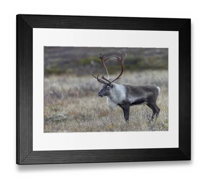 Framed Print : A reindeer bull (Rangifer tarandus) watches over his herd grazing in the tundra