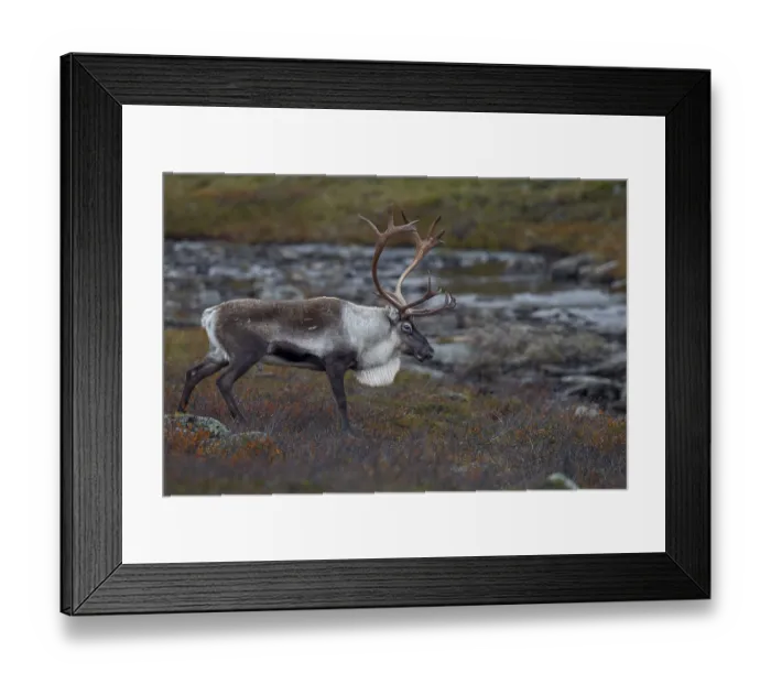 Framed Print : You can see the reindeer bull (Rangifer tarandus) during the exhausting time of the rut