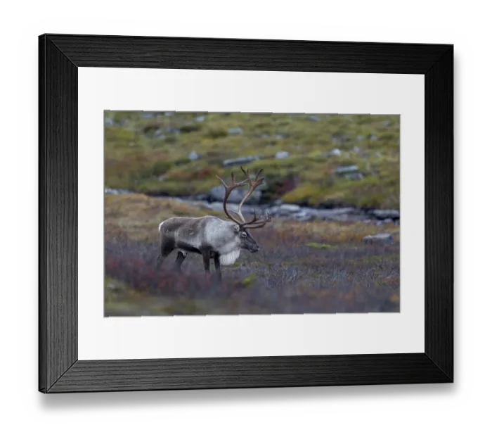 Framed Print : Exhausted and tired, a reindeer bull (Rangifer tarandus) stands in the tundra