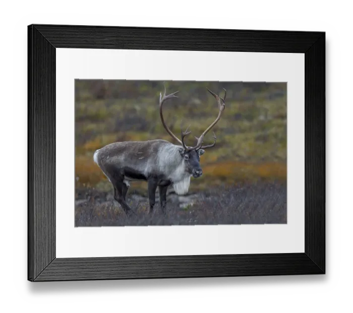 Framed Print : At the beginning of October, the reindeer rut (Rangifer tarandus) has reached its peak