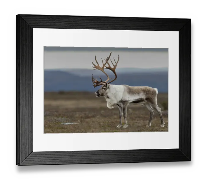 Framed Print : A male reindeer bull (Rangifer tarandus) attracts attention