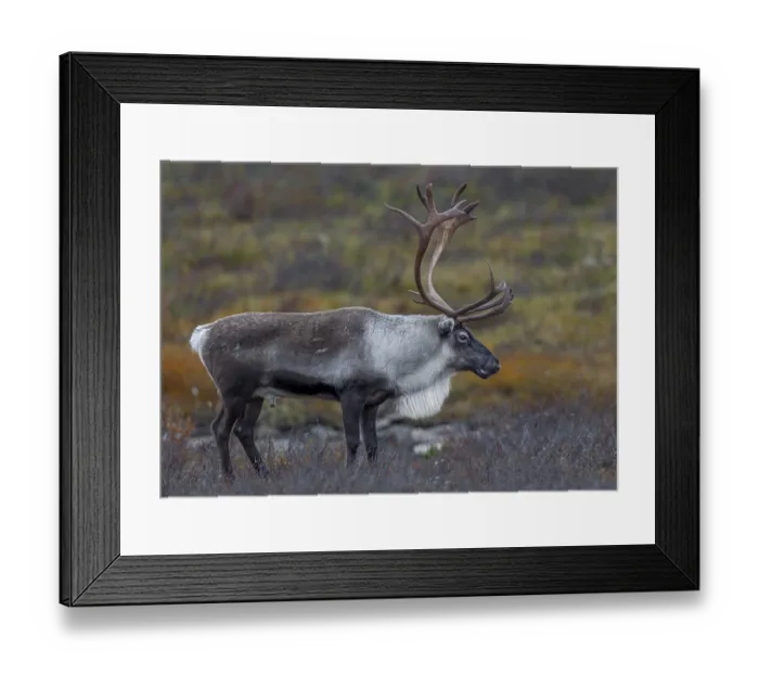 Framed Print : Relaxed, a reindeer bull (Rangifer tarandus) observes his herd