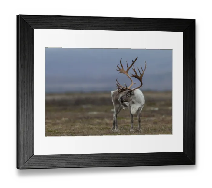 Framed Print : A reindeer bull (Rangifer tarandus) attentively observes a rival