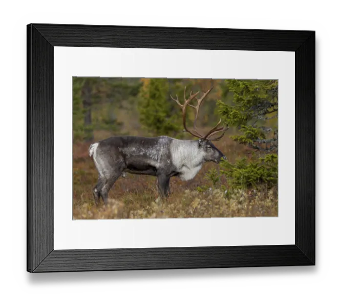 Framed Print : A reindeer bull (Rangifer tarandus) stands relaxed in the taiga