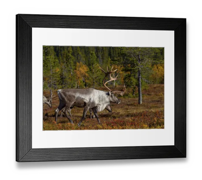 Framed Print : A reindeer bull (Rangifer tarandus) accompanies his herd wandering through the taiga during the rut