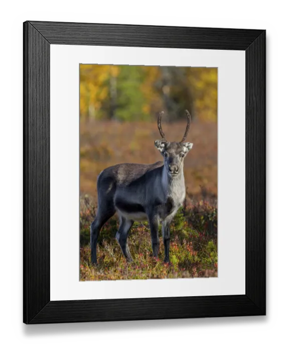 Framed Print : A reindeer calf (Rangifer tarandus) watches me attentively Framed Print : A reindeer calf (Rangifer tarandus) watches me attentively