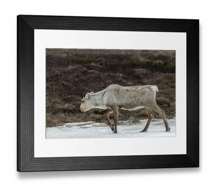 Framed Print : The thick fur protects the reindeer cow (Rangifer tarandus) from snow and cold Framed Print : The thick fur protects the reindeer cow (Rangifer tarandus) from snow and cold