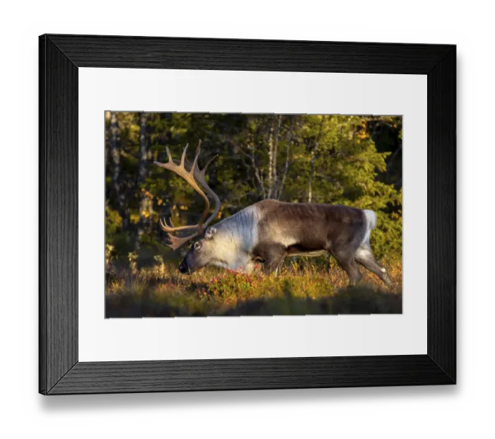 Framed Print : In the evening light a reindeer bull (Rangifer tarandus) moves through the taiga