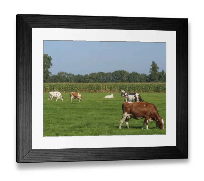 Framed Print : Cows on a pasture in front of a corn field and a row of trees