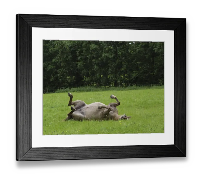 Framed Print : Horse lying on a green field, playful and relaxed atmosphere