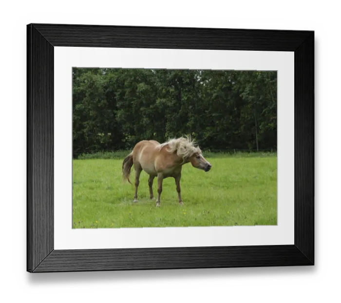 Framed Print : A horse stands in a green field against a background of thick trees