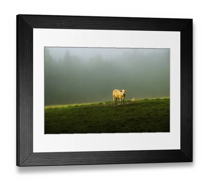 Framed Print : Light falls on a brown cow with calf