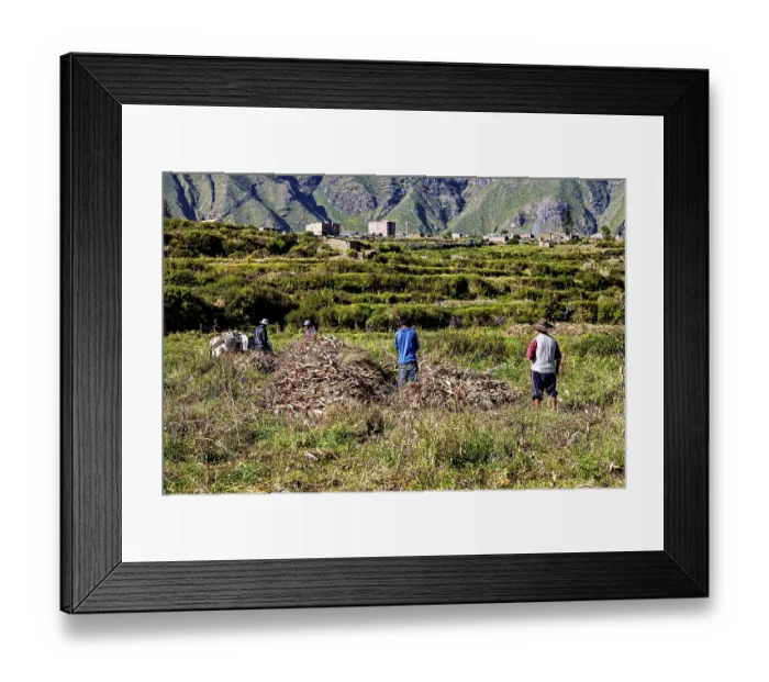Framed Print : People collect crops in a field in front of a village with mountains in the background Framed Print : People collect crops in a field in front of a village with mountains in the background