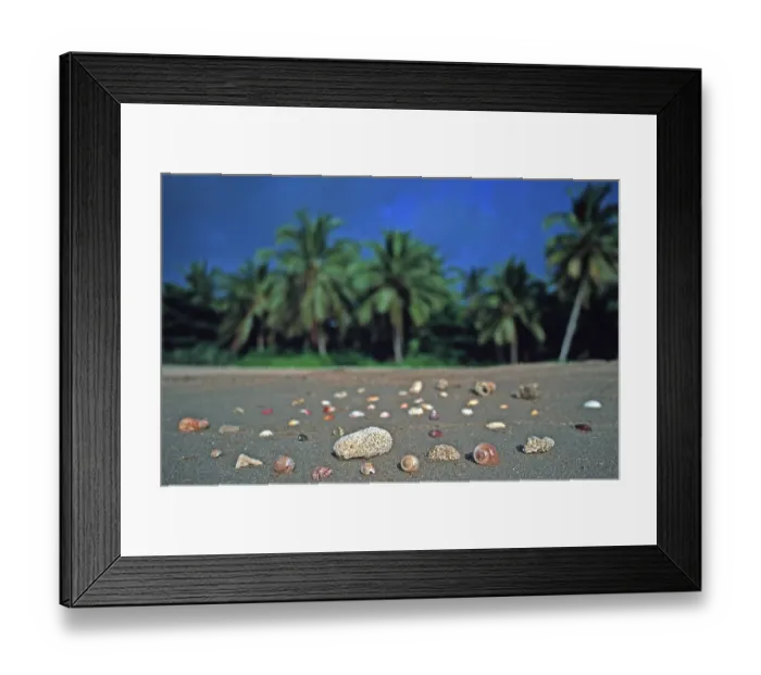 Framed Print : Corals and mussels on a palm beach on the island of Ko Lanta