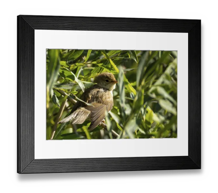 Framed Print : Reed warbler (Acrocephalus scirpaceus) is in a green bush