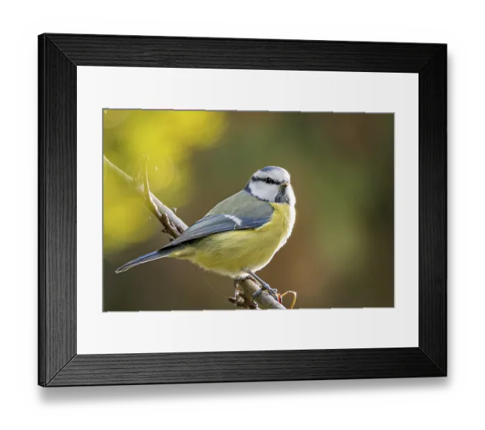 Framed Print : The blue tit (Cyanistes caeruleus) observes its surroundings in the trees