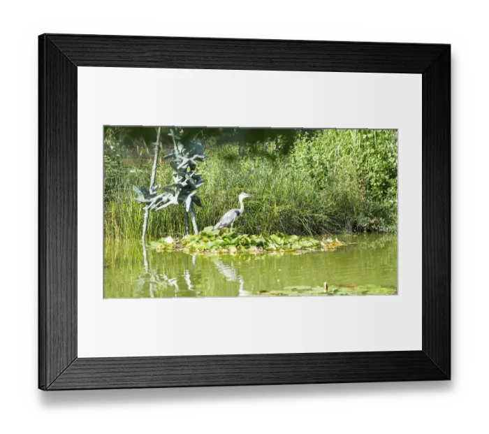 Framed Print : Heron standing in pond next to bird sculpture and lush vegetation Framed Print : Heron standing in pond next to bird sculpture and lush vegetation